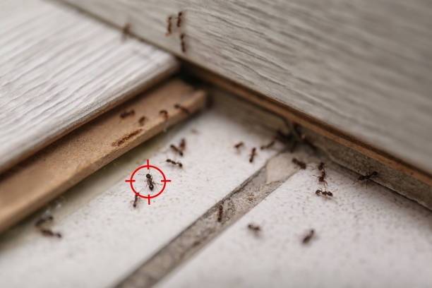  Manti, UT Pest Control Pros