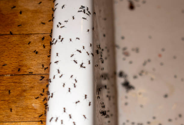 Best Pest Control Near Me in Manti, UT