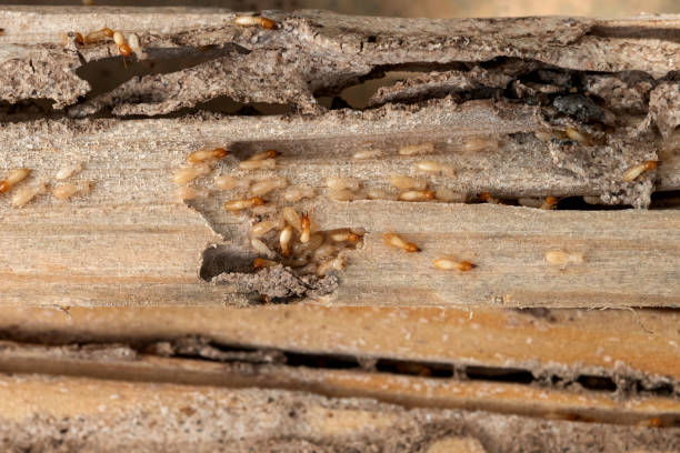 Best Local Pest Control Services  in Manti, UT