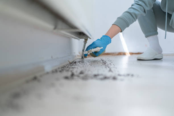 Best Flea Control Services  in Manti, UT